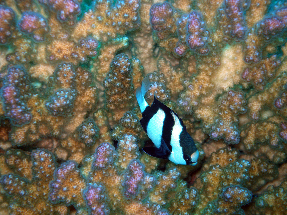 Dascyllus aruanus (Damigella juventina)